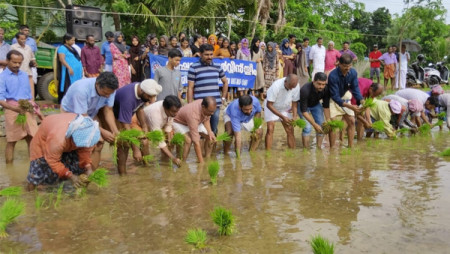 Inauguration of paddy cultivation inauguration